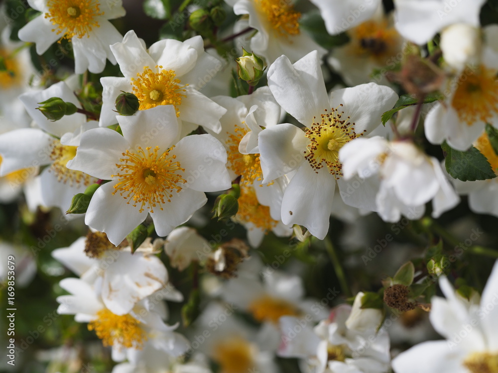 Rosenblüten