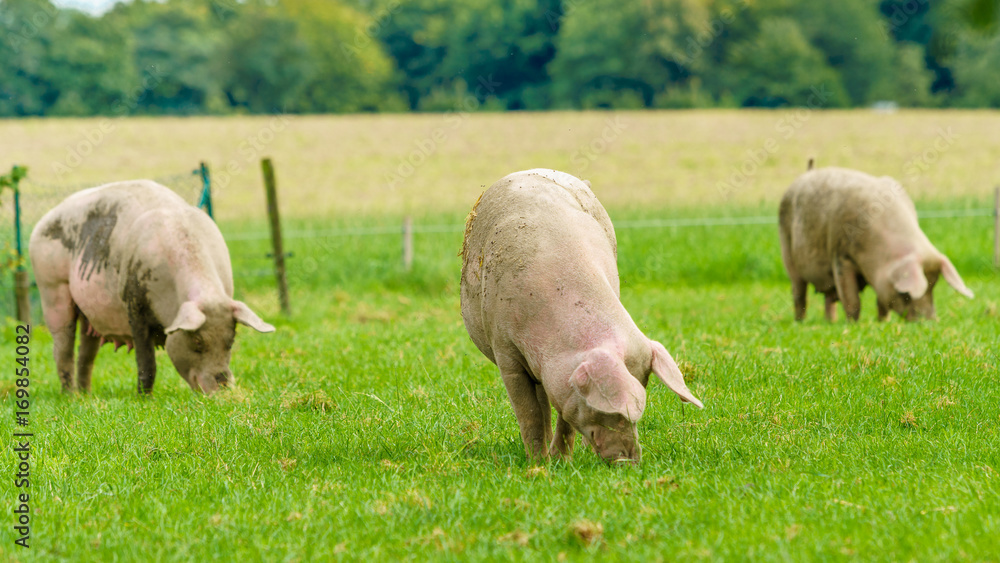 Pigs graze on farm. Pig on green field Pigs graze on farm. Pig on green field