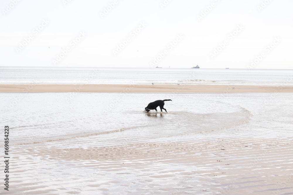 Black Labrador playing in shallow water at Beach Black Labrador playing in shallow water at Beach