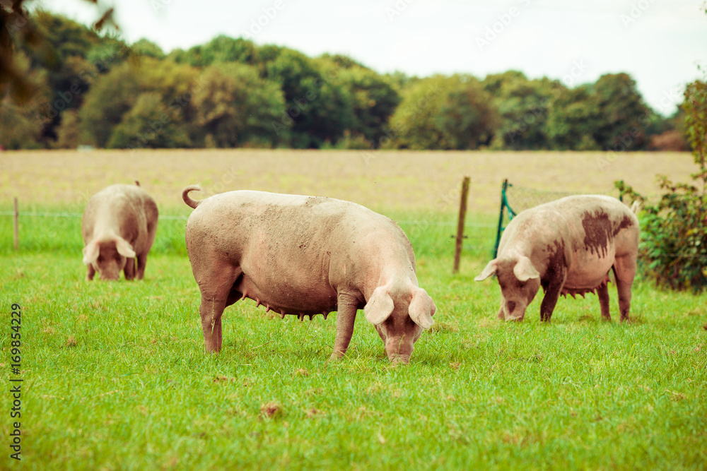 Pig farm. pigs in field. Healthy pig on meadow Pig farm. pigs in field. Healthy pig on meadow
