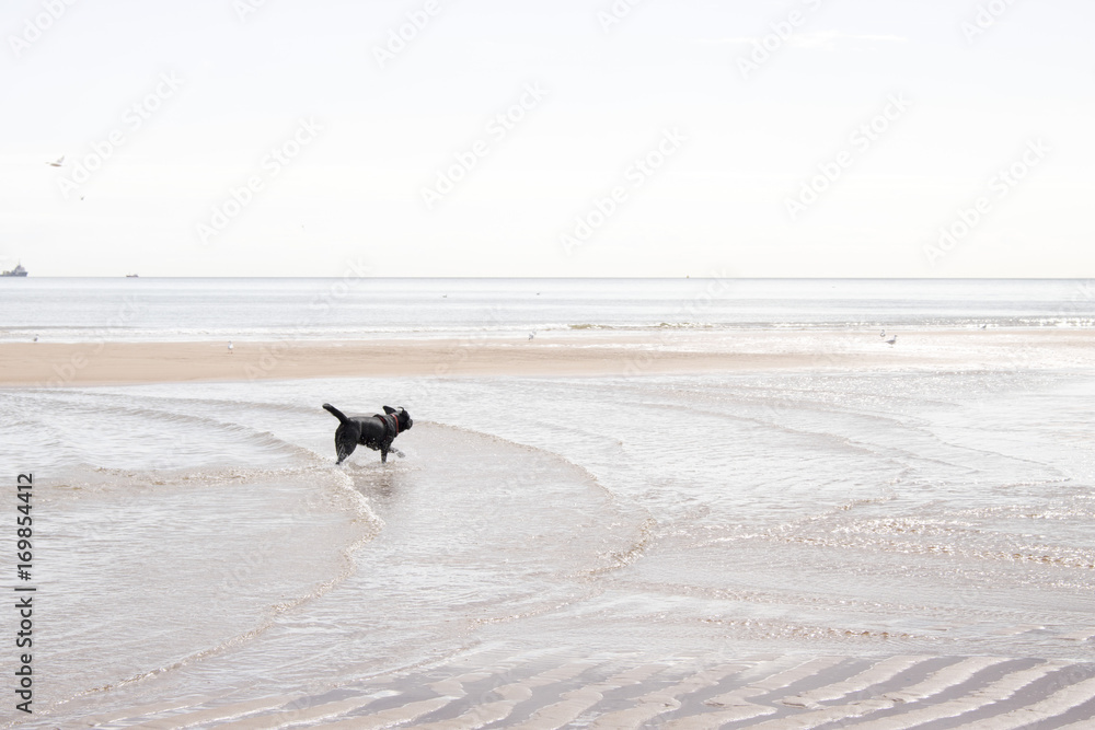 Black Labrador playing in shallow water at Beach Black Labrador playing in shallow water at Beach