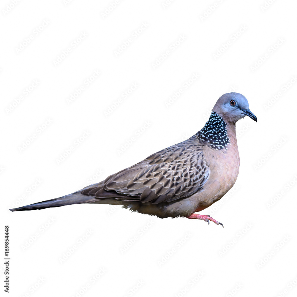 Obraz premium Spotted dove or Streptopelia chinensis, beautiful bird isolated standing with white background.