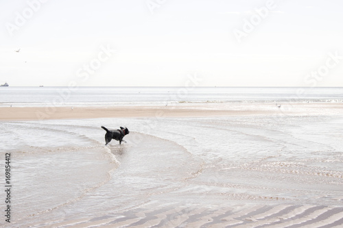 Black Labrador playing in shallow water at Beach