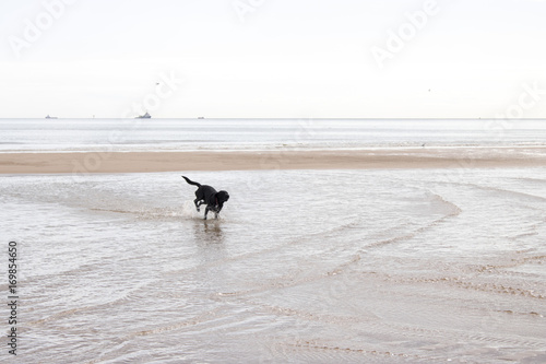 Black Labrador playing in shallow water at Beach