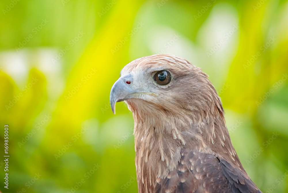 Close up of a Red Tailed Hawk Close up of a Red Tailed Hawk
