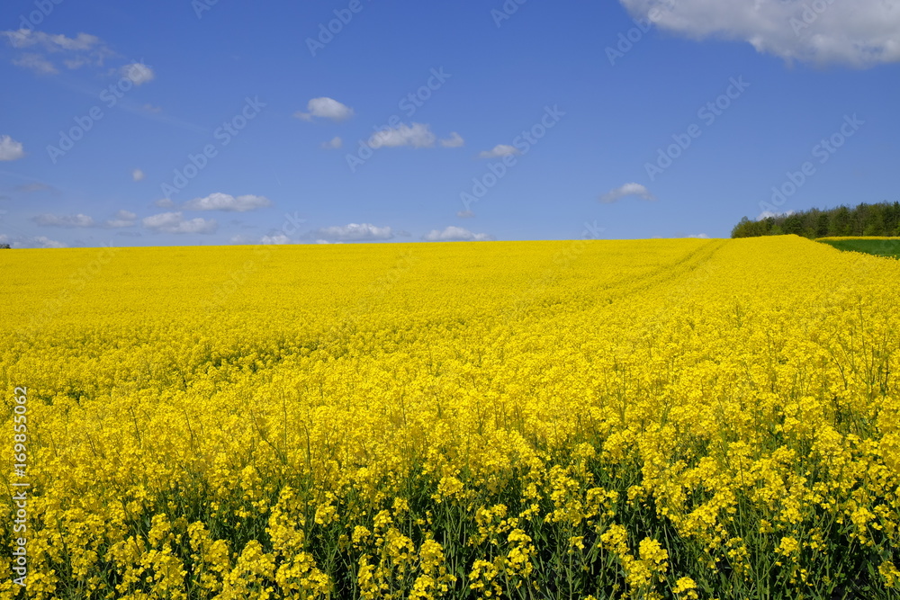 Landschaft und Weinberge bei Stetten, Landkreis Main-Spessart, Unterfranken, Bayern, Deutschland