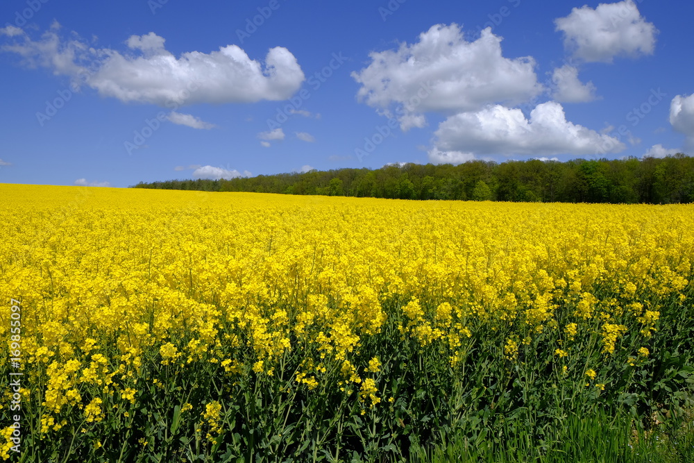 Landschaft und Weinberge bei Stetten, Landkreis Main-Spessart, Unterfranken, Bayern, Deutschland Landschaft und Weinberge bei Stetten, Landkreis Main-Spessart, Unterfranken, Bayern, Deutschland