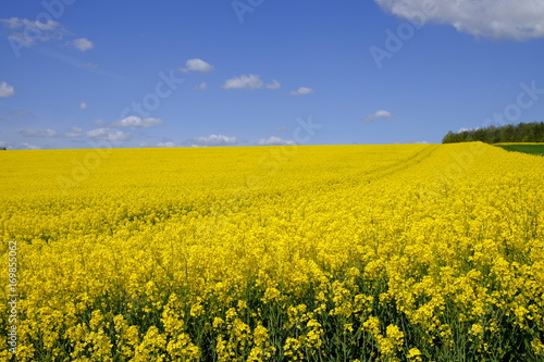 Landschaft und Weinberge bei Stetten, Landkreis Main-Spessart, Unterfranken, Bayern, Deutschland