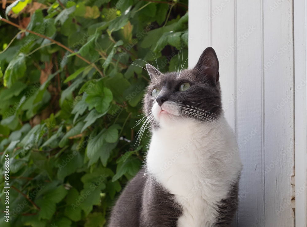 portrait de chat