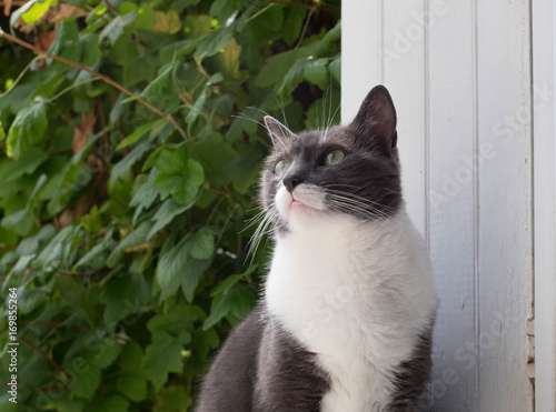 Obraz na płótnie portrait de chat w salonie