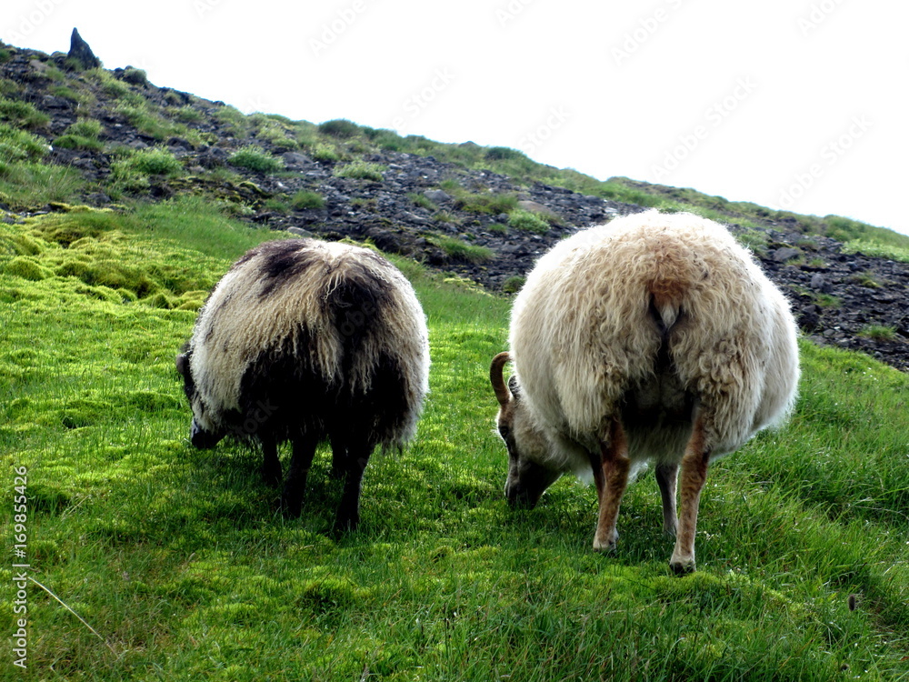 Fototapeta premium Two sheep grazing on a meadow