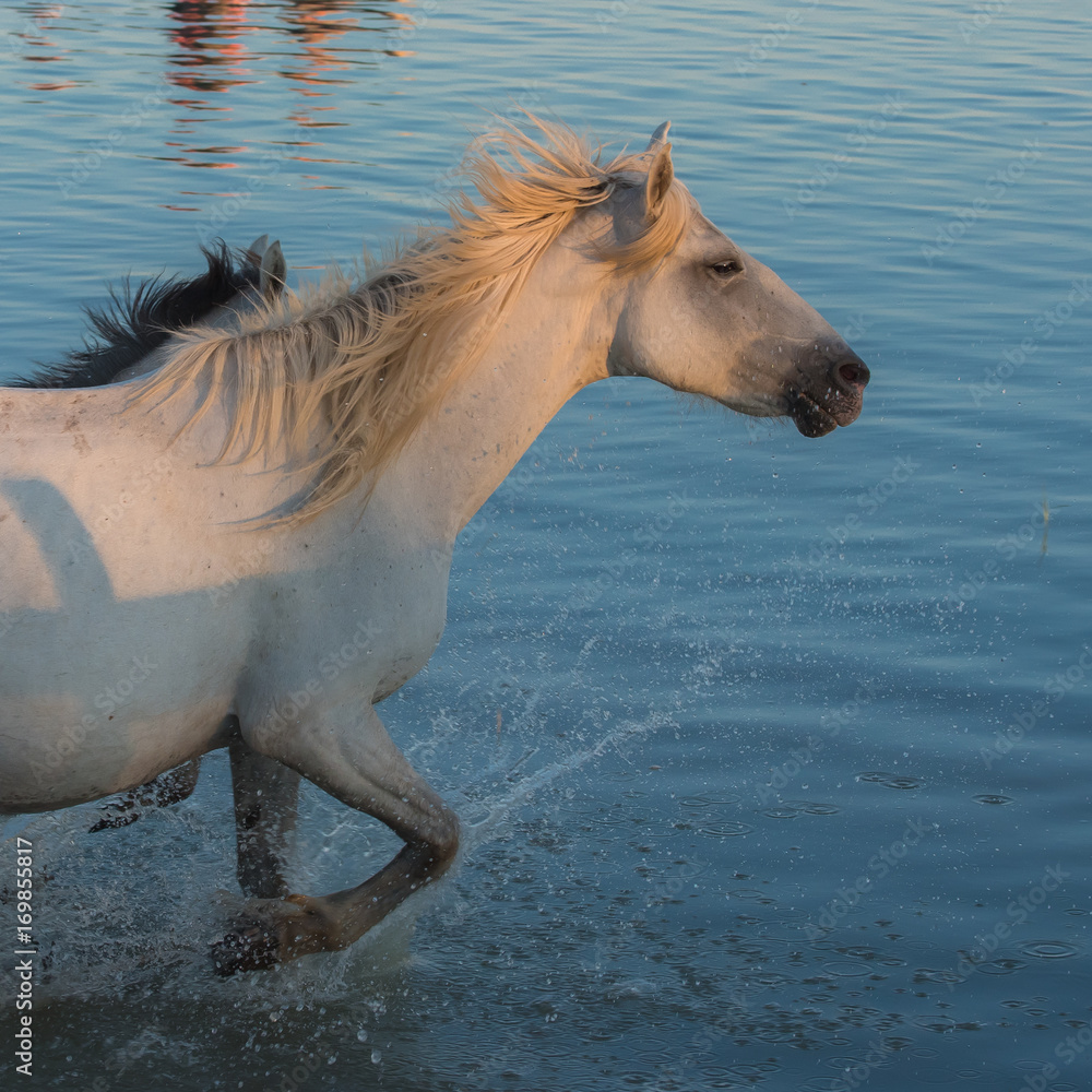 Horses and foals galloping in the water in swamps
Horses and foals galloping in the water in swamps