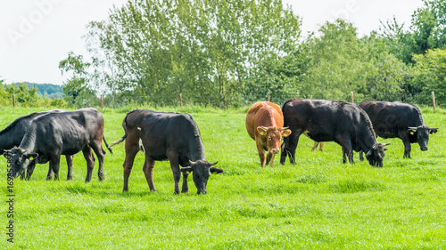 Cows on meadow. Grazing calves