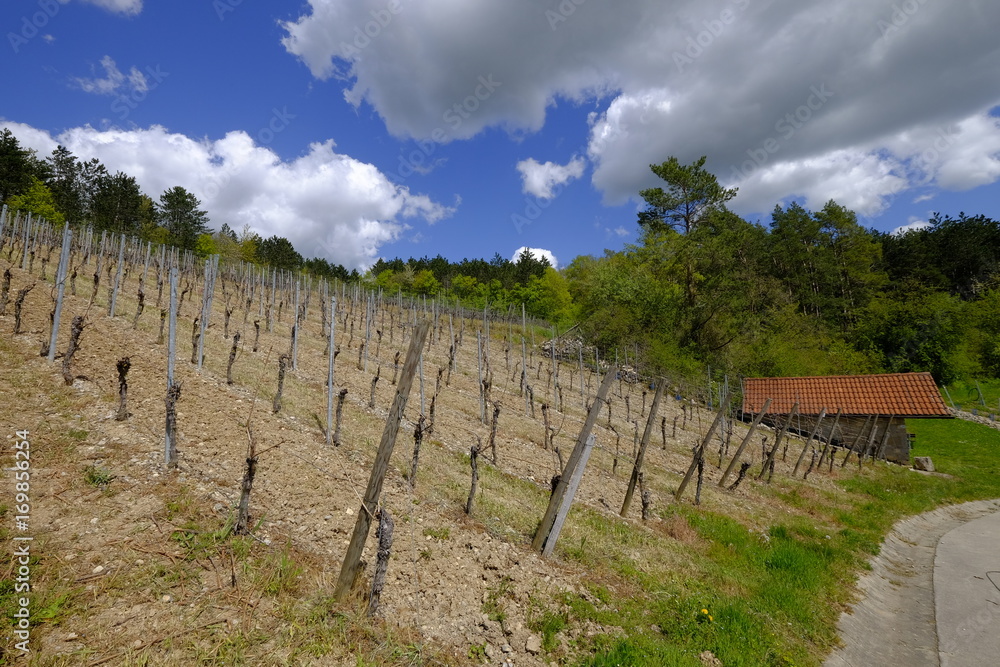 Obraz premium Landschaft und Weinberge bei Stetten, Landkreis Main-Spessart, Unterfranken, Bayern, Deutschland