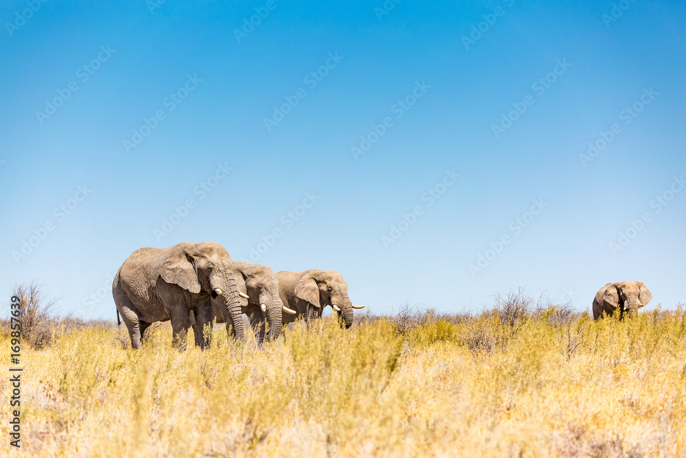 Etosha National Park, Namibia, wildlife at the waterholes