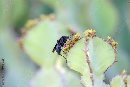 Pompilidae Wasp photo