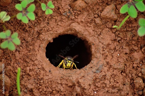 Underground wasp nest, seen from above, vespula germanica