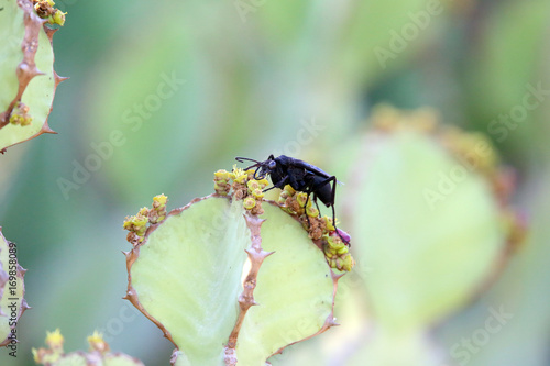 Pompilidae Wasp photo