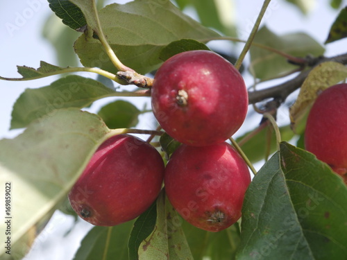 czerwone rajskie jabłka na gałęzi