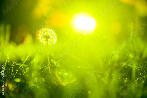 Fototapeta Naklejka Na Ścianę i Meble -  Grass of dandelion sunrise