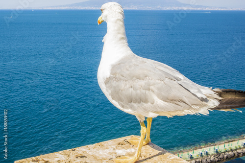 Primo piano di un gabbiano fermo su una colonnina che guarda il panorama della penisola sorrentina. L' uccello ha il collo e la testa bianco e il resto del corpo, comprese le ali, in grigio photo