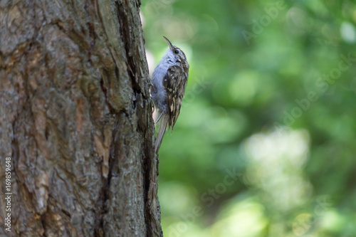 Certhia familiaris is sitting on a tree. Birds