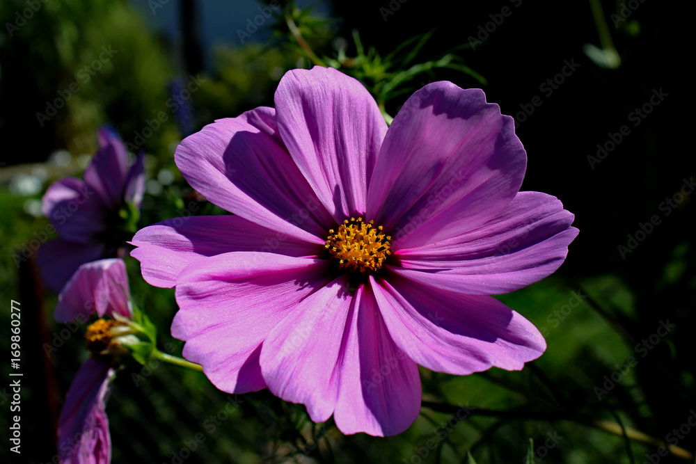 Obraz premium Sommertraum