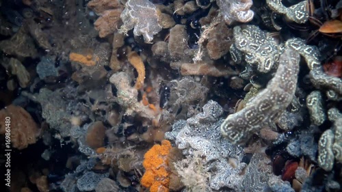 Botryllus schlosseri, commonly known as the star ascidian or golden star tunicate, is a colonial ascidian tunicate that grows on slow-moving, submerged objects photo