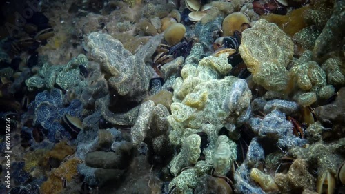 Botryllus schlosseri, commonly known as the star ascidian or golden star tunicate, is a colonial ascidian tunicate that grows on slow-moving, submerged objects photo