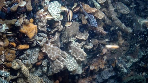 Botryllus schlosseri, commonly known as the star ascidian or golden star tunicate, is a colonial ascidian tunicate that grows on slow-moving, submerged objects photo