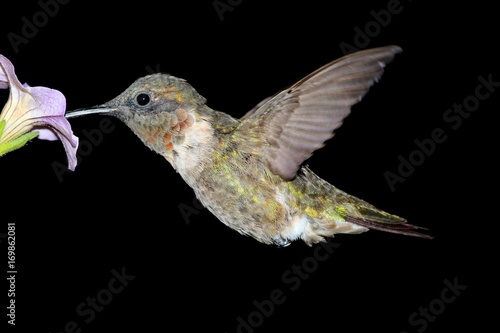 Male Ruby-throated Hummingbird