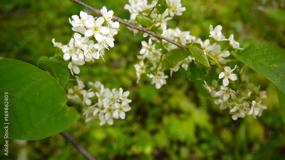Flowering bird cherry spring close-up, branches in wind. Prunus padus. Video footage HD shooting of static camera. Flowering bird cherry spring close-up, branches in wind. Prunus padus. Video footage HD shooting of static camera.