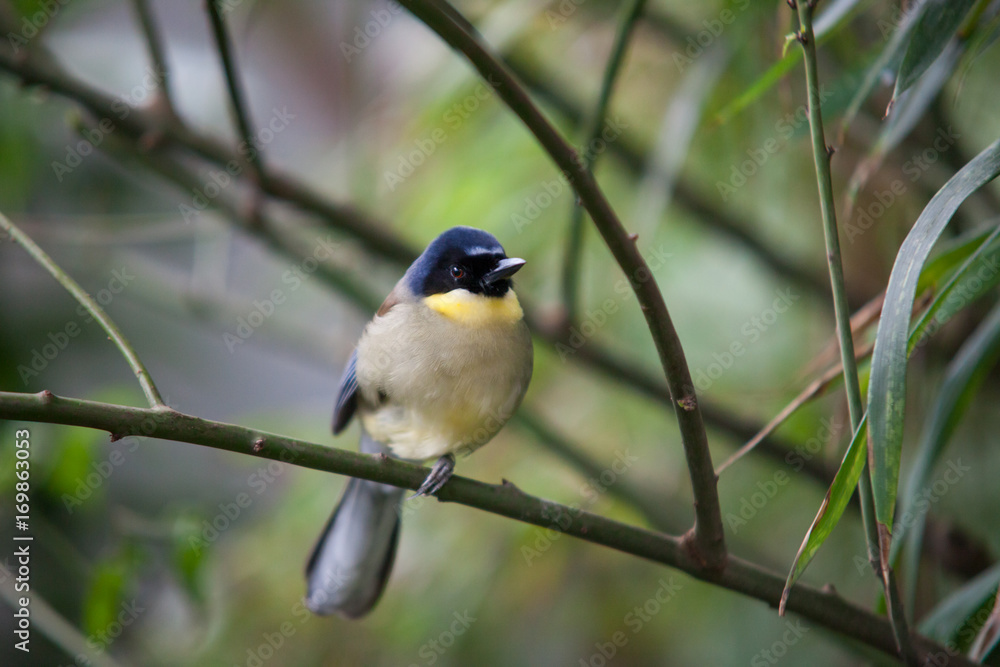 Tropical bird sitting on the branch Tropical bird sitting on the branch