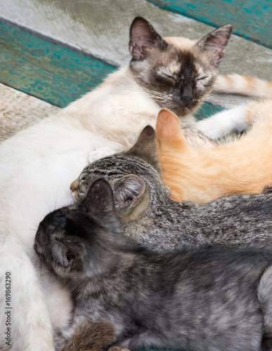 A cat feeds milk of three differently colored kittens. Selective focus. photo