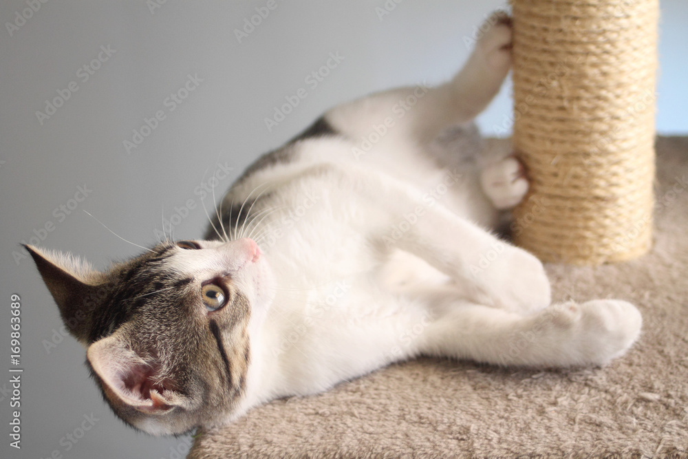 Tabby kitten on the scratching post Tabby kitten on the scratching post