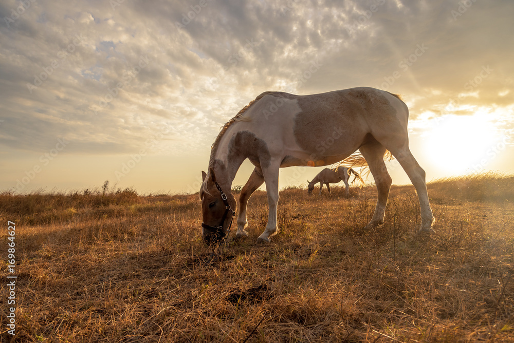 Horse grazing in a pasture with grass Horse grazing in a pasture with grass