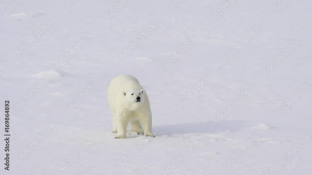 Polar bear walking on the ice. Polar bear walking on the ice.