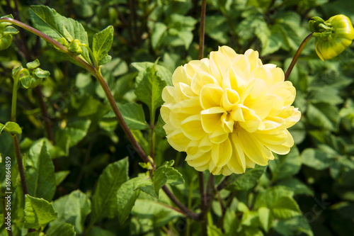 Fototapeta Naklejka Na Ścianę i Meble -  schöne gelbe Dahlie (Dahlia) vor Hintergrund aus Blattgrün