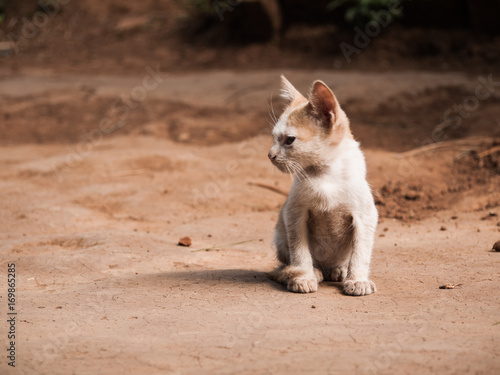 baby cat in rural place is looking to the left