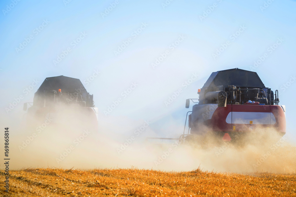 Grain harvesting combines work in wheat field Grain harvesting combines work in wheat field