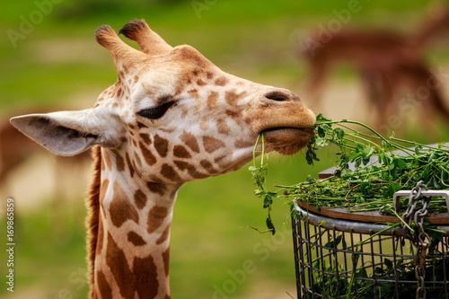Giraffe eating in a zoo.  Planckendael zoo, Mechelen, Flanders, Belgium