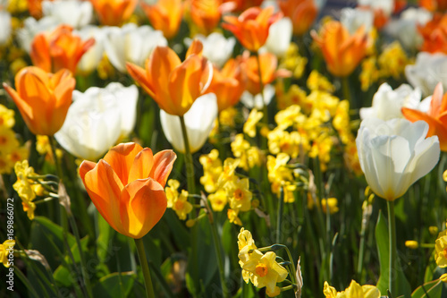 Fototapeta Naklejka Na Ścianę i Meble -  The background of colored tulips and daffodils