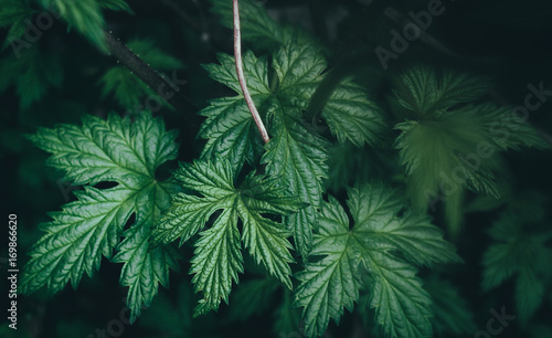 Green leaves background in dark tones