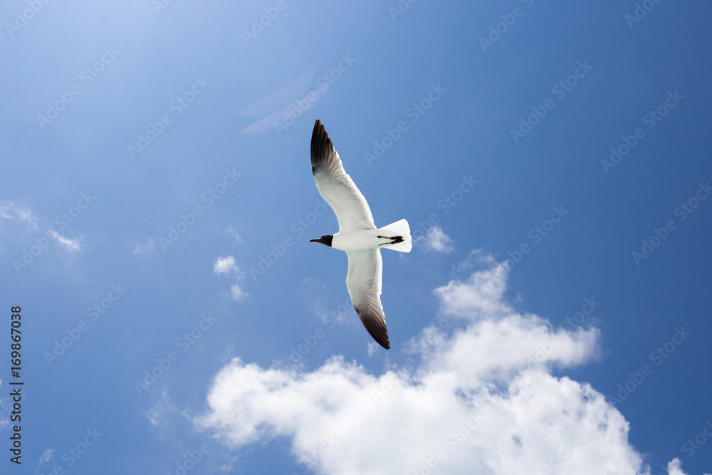 One seagull on the blue sky background One seagull on the blue sky background