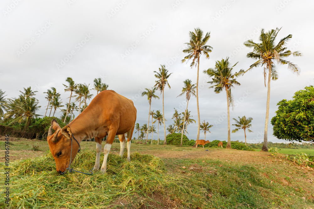 Cows in fields near the sea, Bali