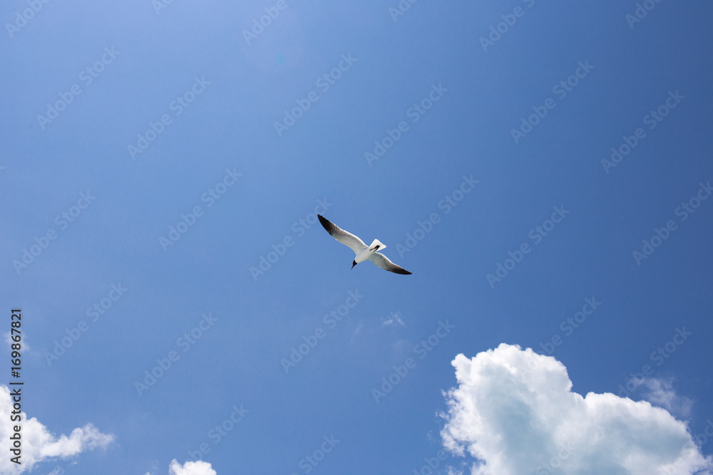 One seagull on the blue sky background