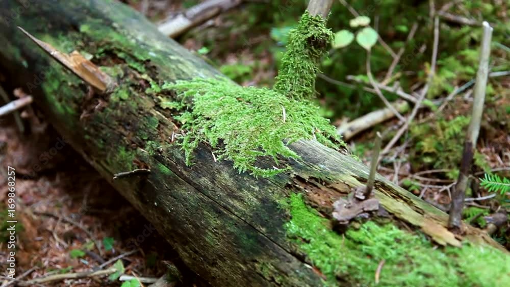 Old dead tree slow motion movement in the deciduous forest. Dolly slider equipment used. Old dead tree slow motion movement in the deciduous forest. Dolly slider equipment used.