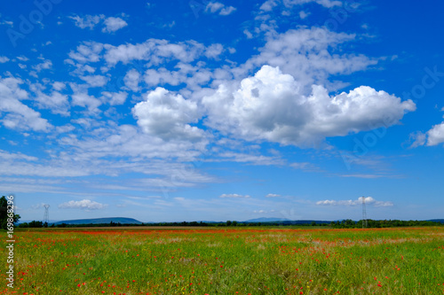 Paysage de printemps - champ de coquelicots, le ciel bleu avec de baux nuages. France, Provence.