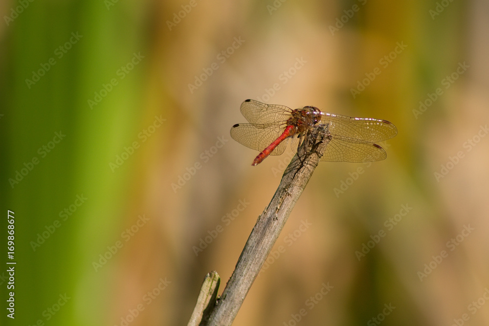 Dragonfly. Dragonfly.