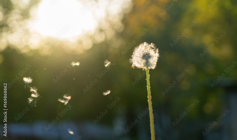 Fototapeta premium Dandelion at sunset